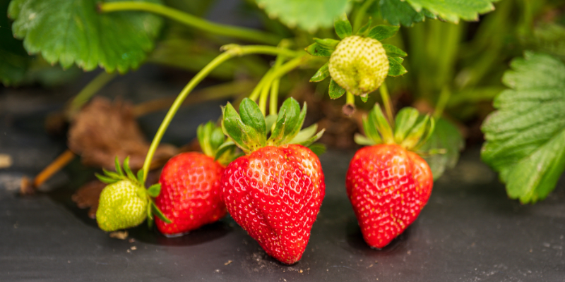 Close-up of ripe and unripe strawberries hanging on a plant, vibrant and juicy.
